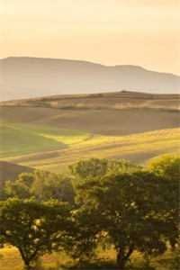 爱妃不擅争斗，朕只好专宠小说畅读